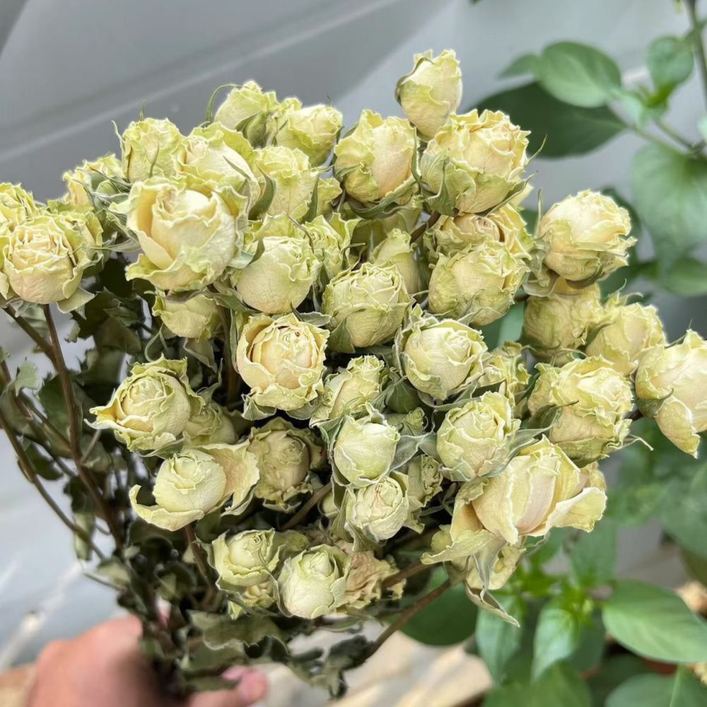 Real Preserved Roses Dried Flo - огляд і ціна Resin Art Rose Preservation